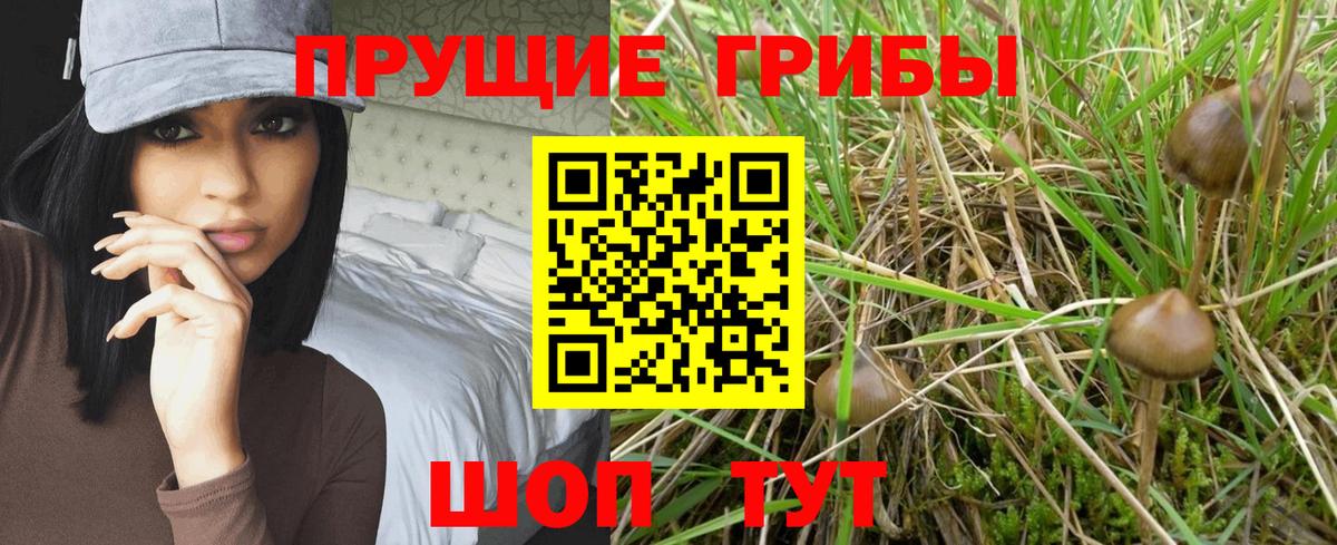 Псилоцибиновые грибы Psilocybe Среднеуральск